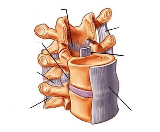 nerve root syndrome and low back pain